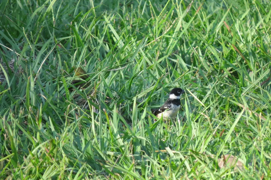 中美食籽雀（Sporophila morelleti）