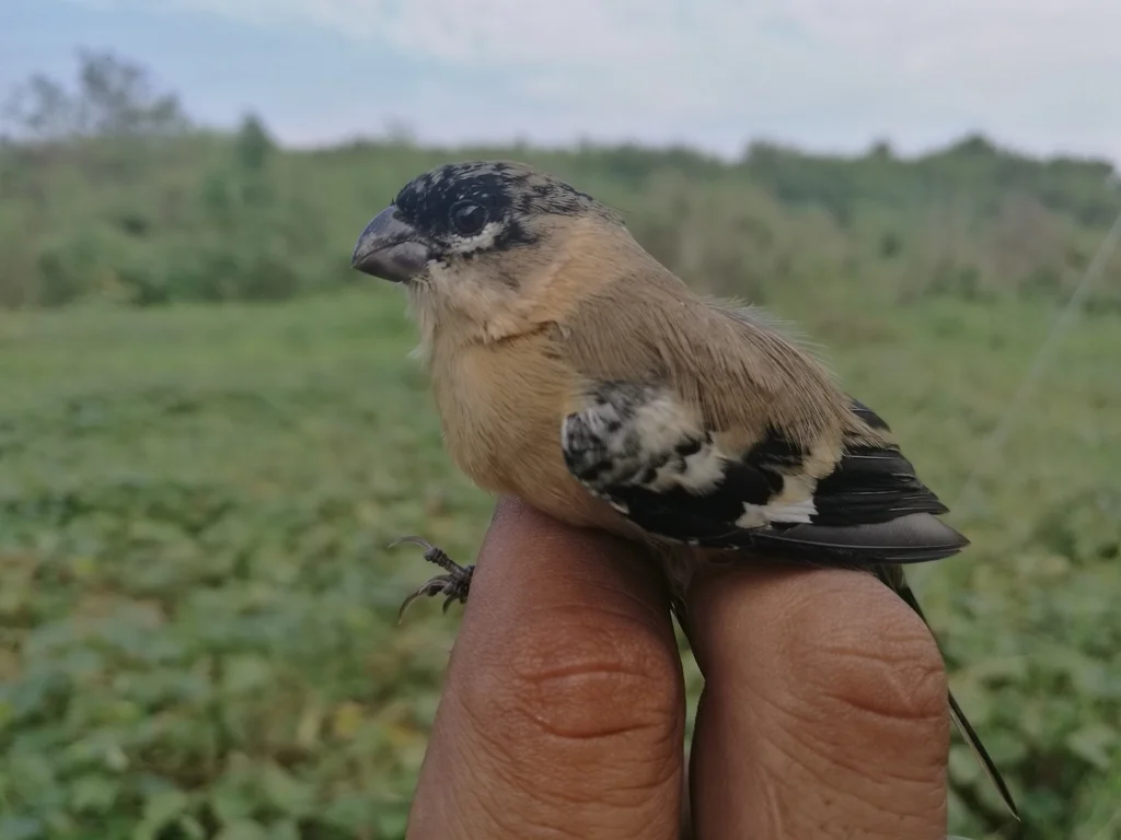 中美食籽雀（Sporophila morelleti）