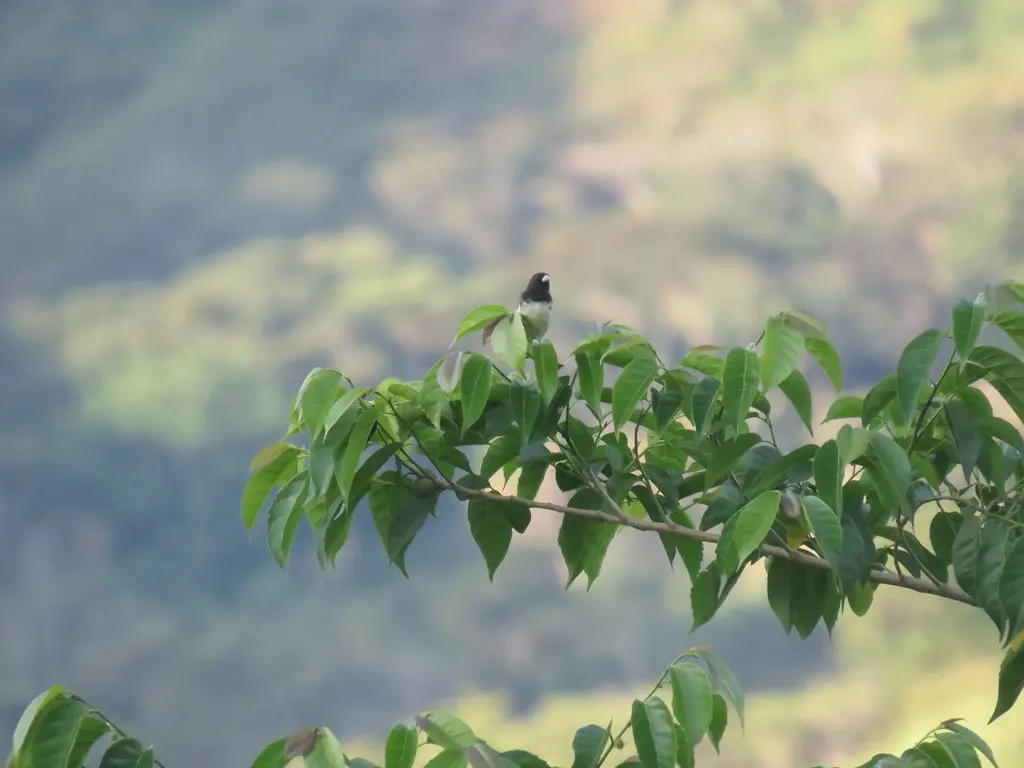 黄腹食籽雀(Sporophila nigricollis)