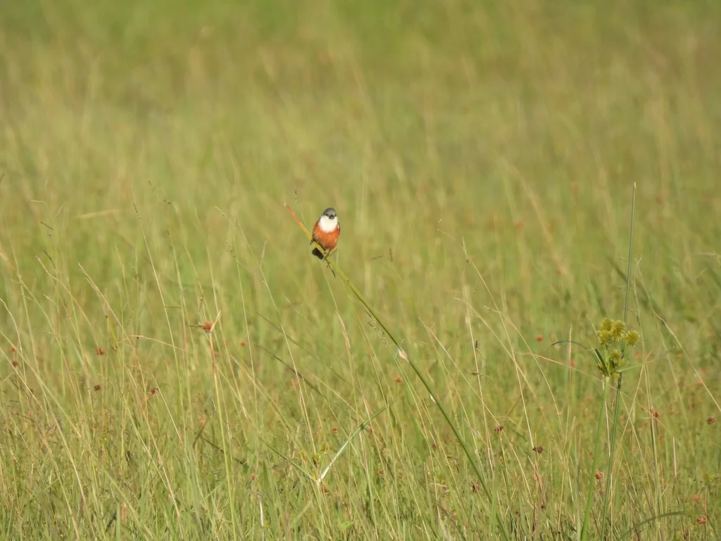 沼泽食籽雀（Sporophila palustris）