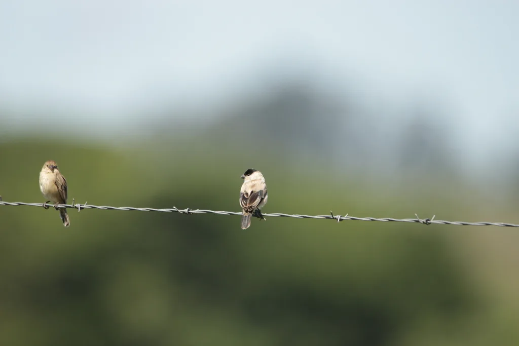 珠白腹食籽雀（Sporophila pileata）