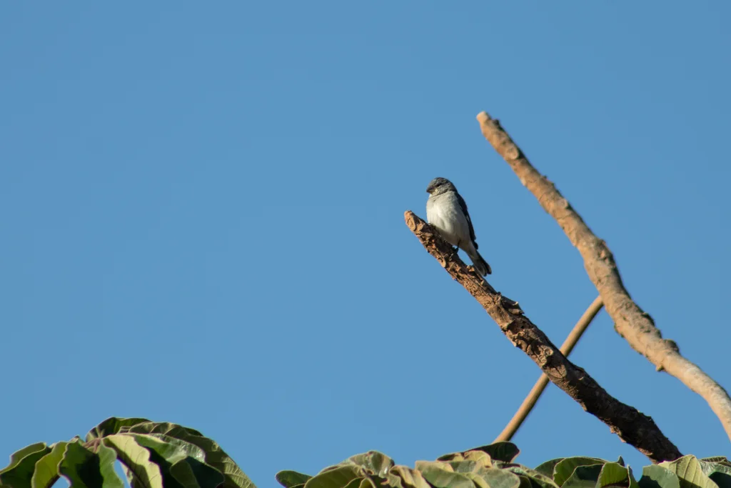 铅色食籽雀（Sporophila plumbea）