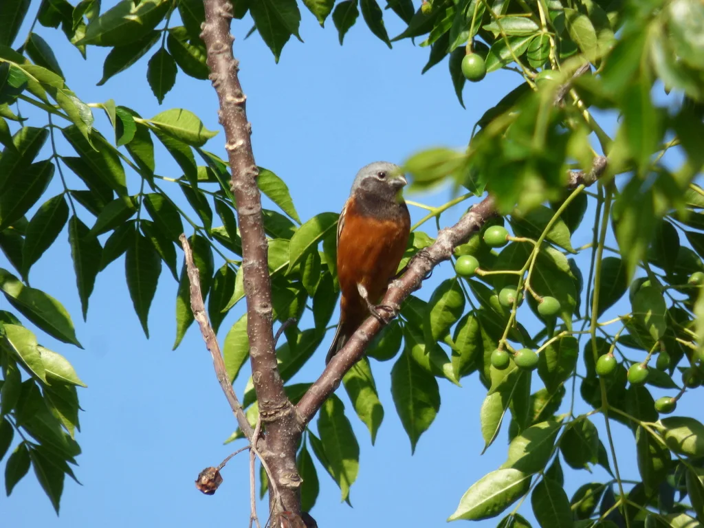 黑喉食籽雀（Sporophila ruficollis）