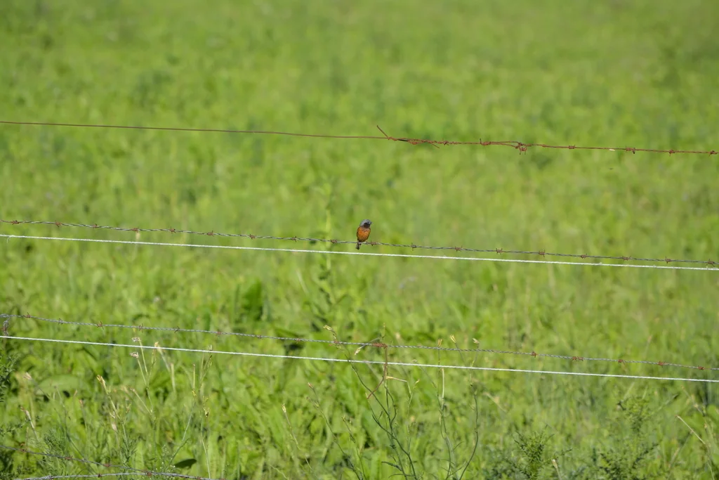 黑喉食籽雀（Sporophila ruficollis）