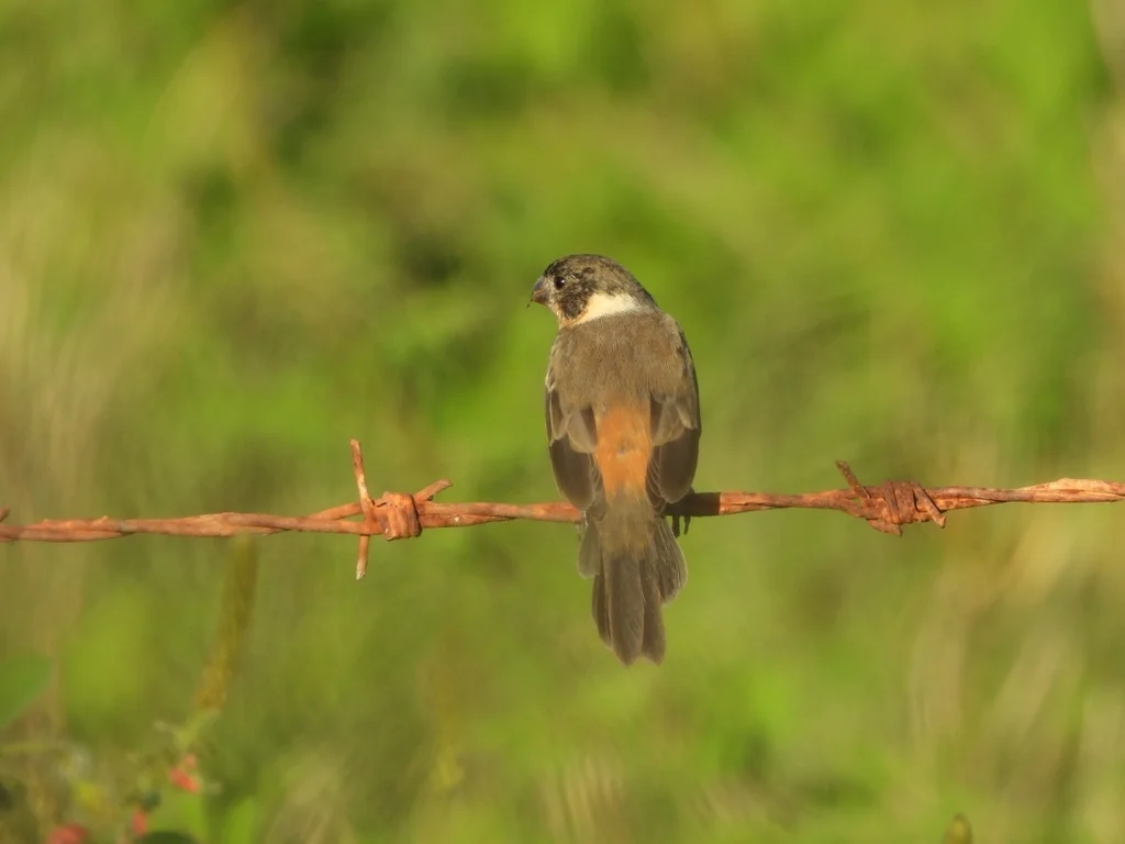 白领食籽雀(Sporophila torqueola)
