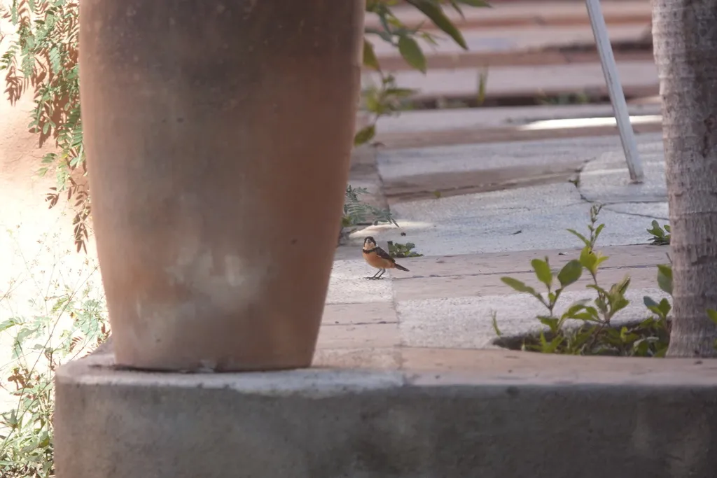 白领食籽雀(Sporophila torqueola)