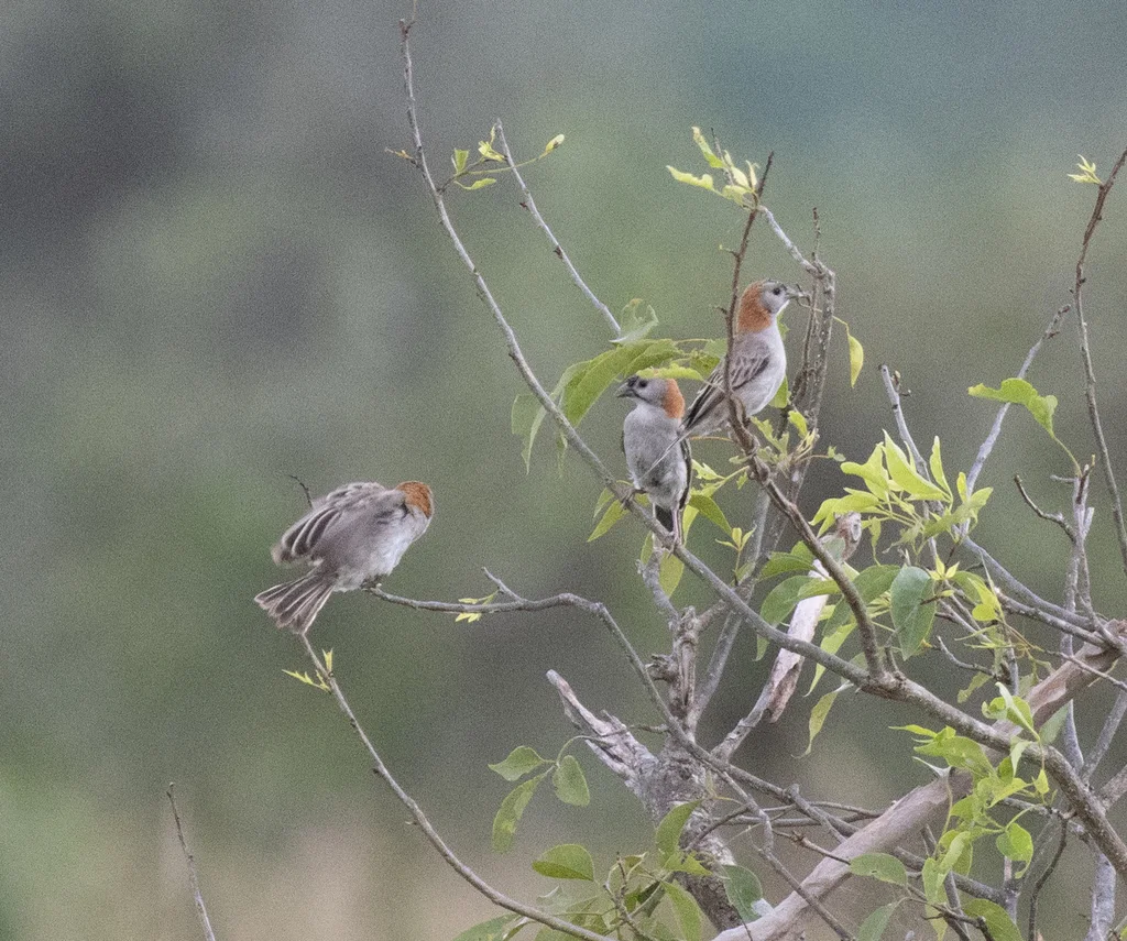 点额织雀(Sporopipes frontalis)