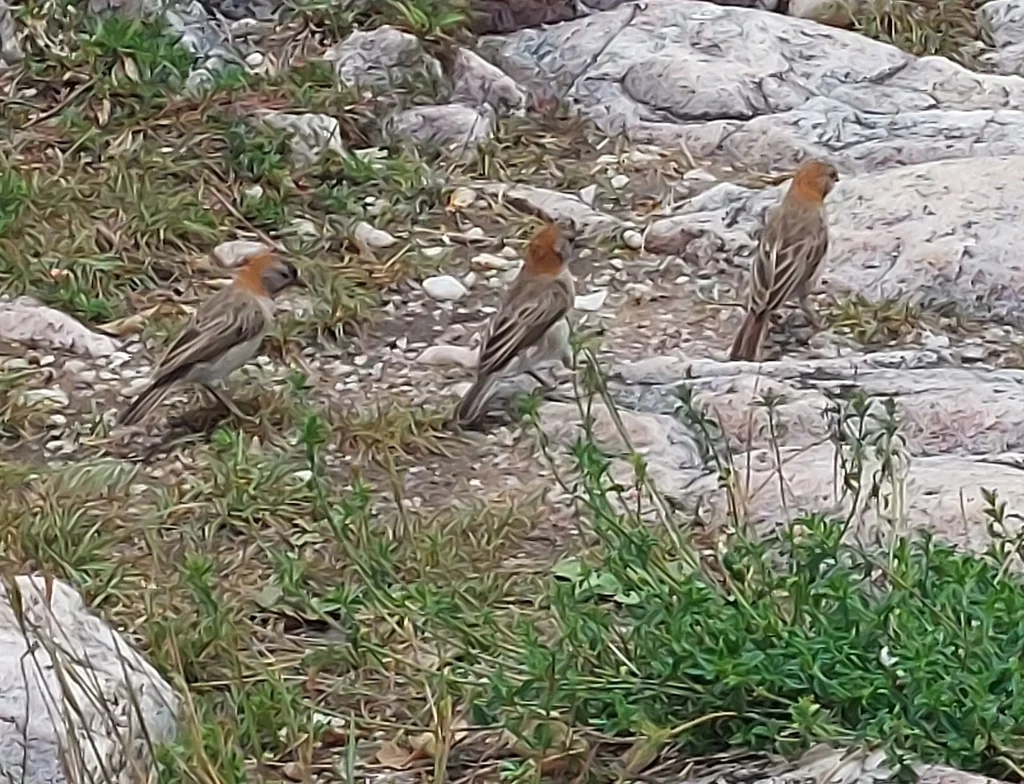点额织雀(Sporopipes frontalis)