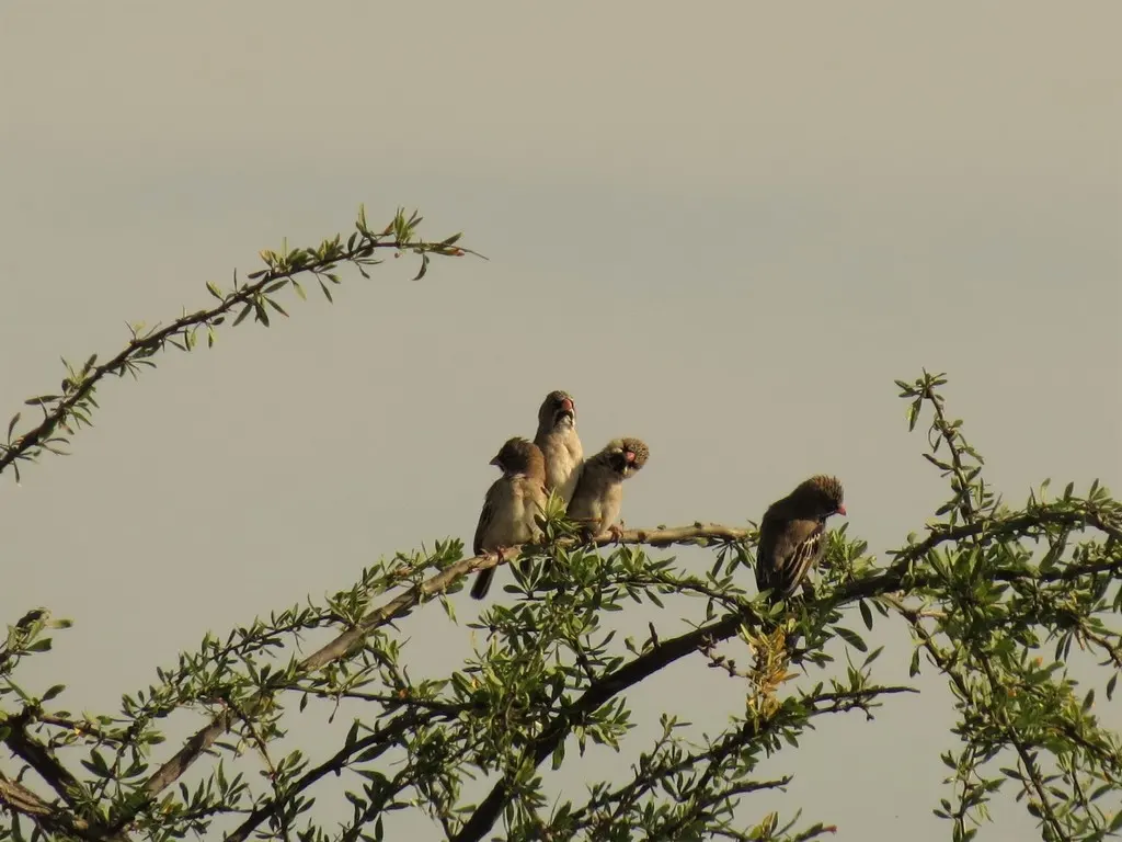 鳞额编织雀（Sporopipes squamifrons）