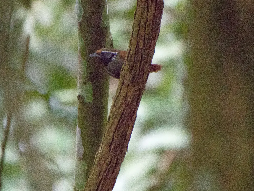 白耳穗鹛(Stachyris leucotis)