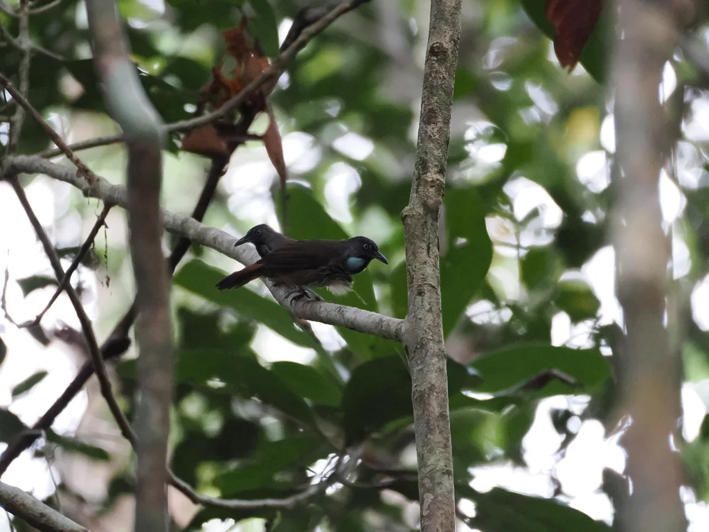 红腰穗鹛(Stachyris maculata)