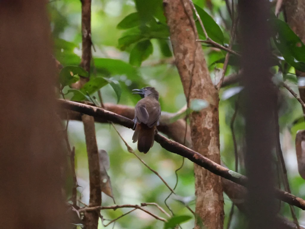 红腰穗鹛(Stachyris maculata)