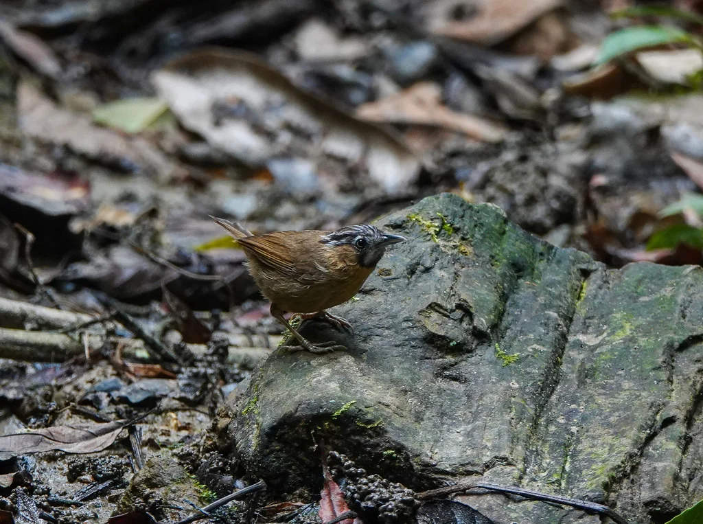 黑头穗鹛(Stachyris nigriceps)