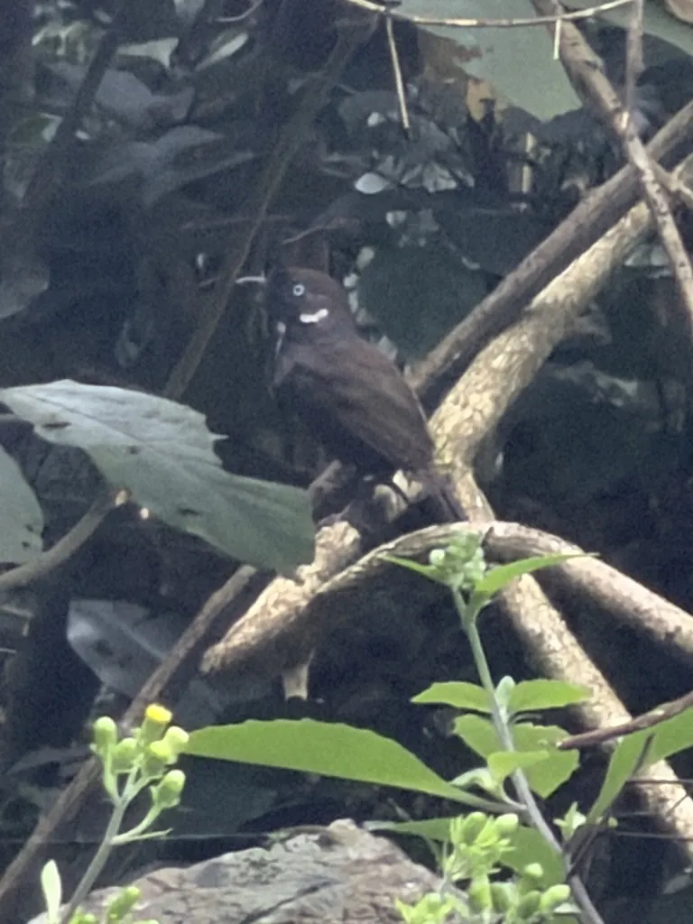 弄岗穗鹛(Stachyris nonggangensis)