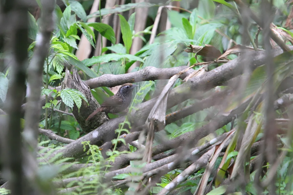 楔嘴穗鹛(Stachyris roberti)