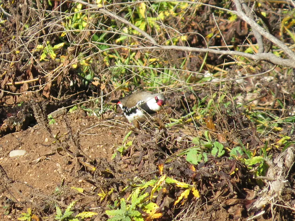 斑胁火尾雀（Stagonopleura guttata）