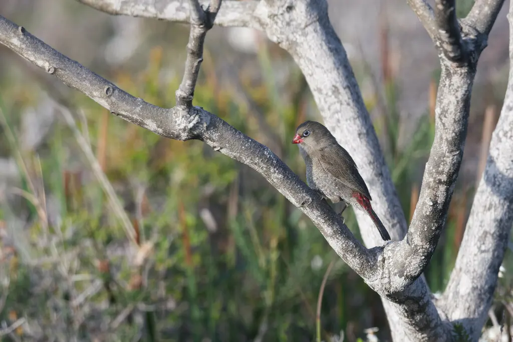 红耳火尾雀(Stagonopleura oculata)