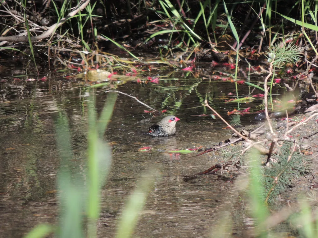 红耳火尾雀(Stagonopleura oculata)