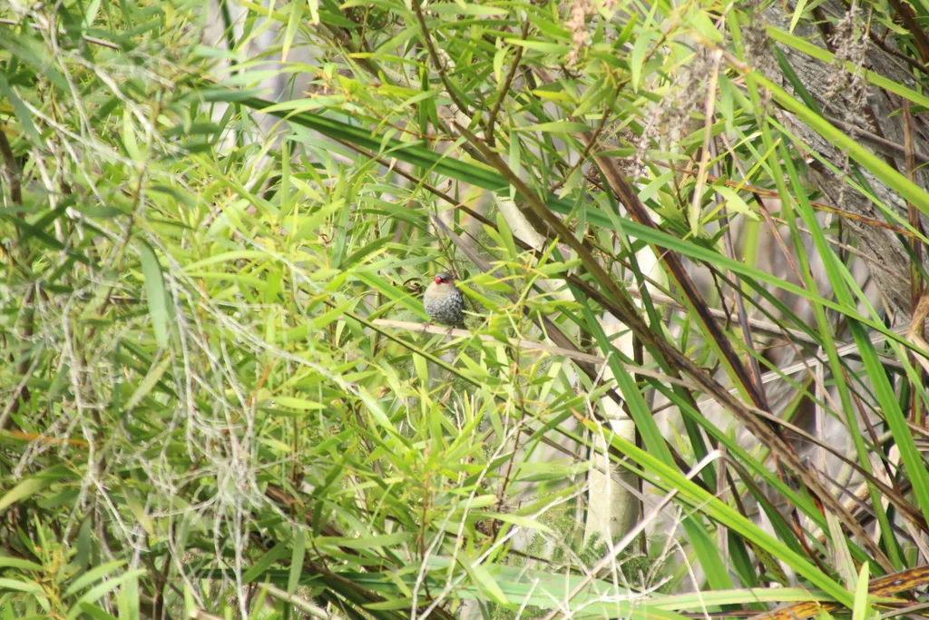 红耳火尾雀(Stagonopleura oculata)
