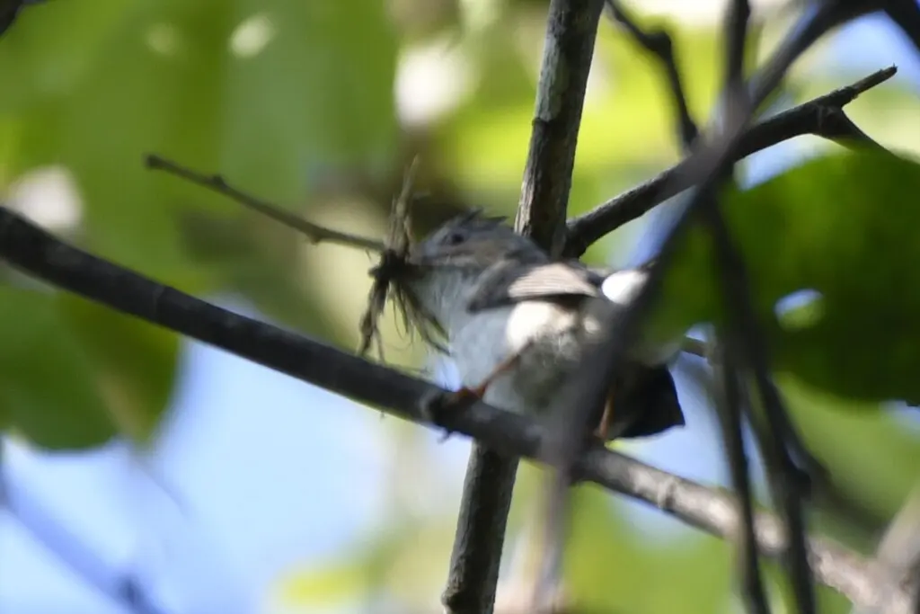 栗耳凤鹛(Staphida castaniceps)