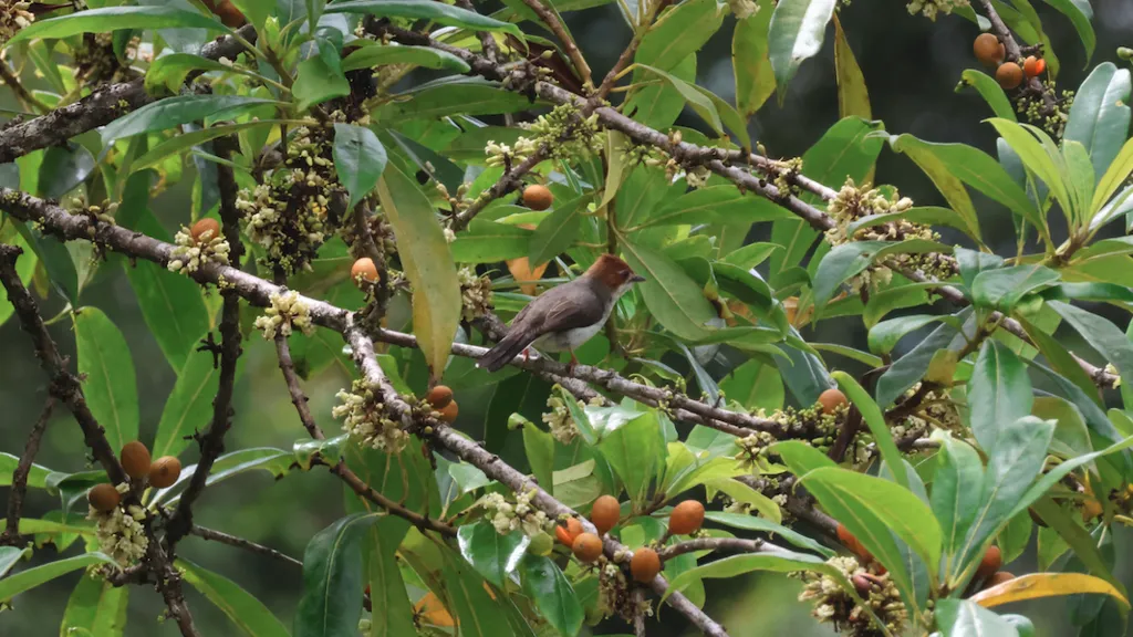 栗冠凤鹛(Staphida everetti)