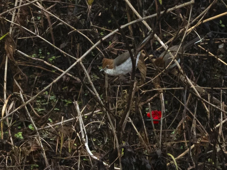 栗冠凤鹛(Staphida everetti)