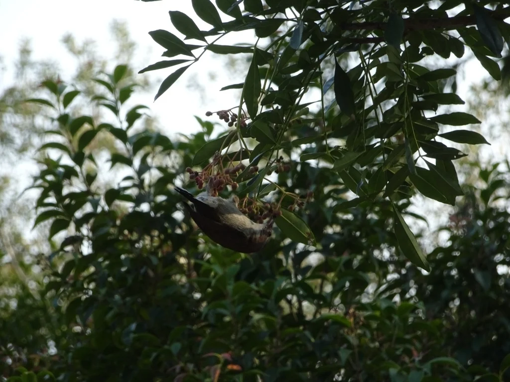 栗颈凤鹛(Staphida torqueola)