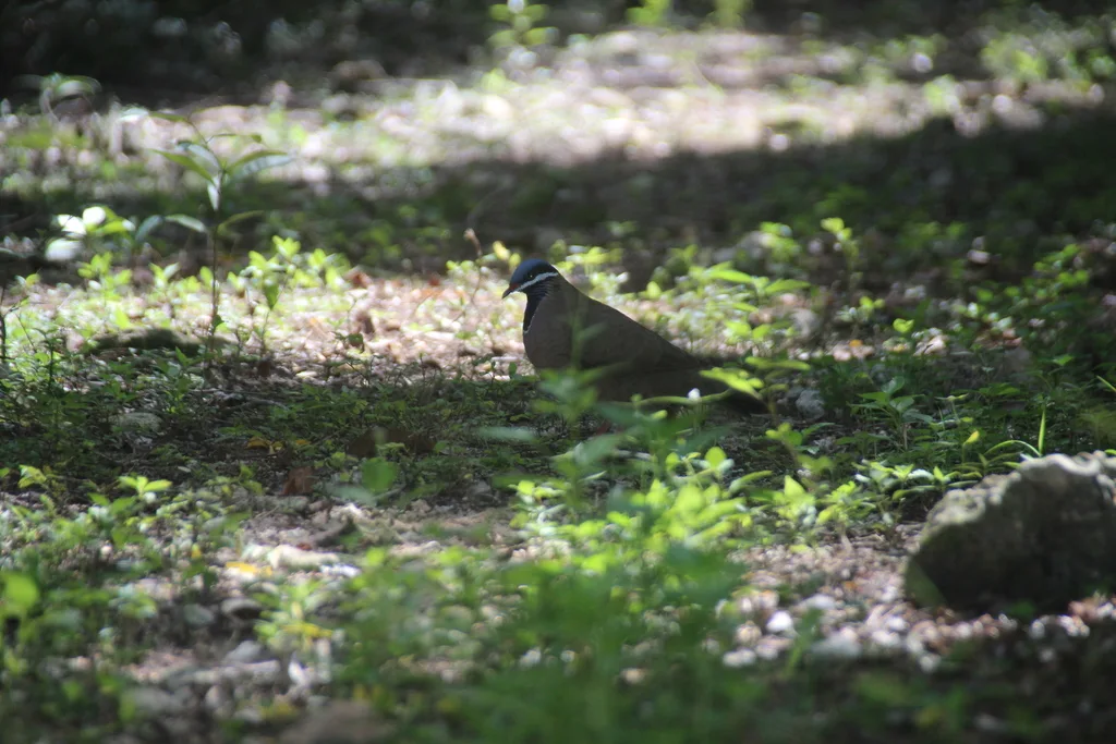 蓝头鹑鸠(Starnoenas cyanocephala)