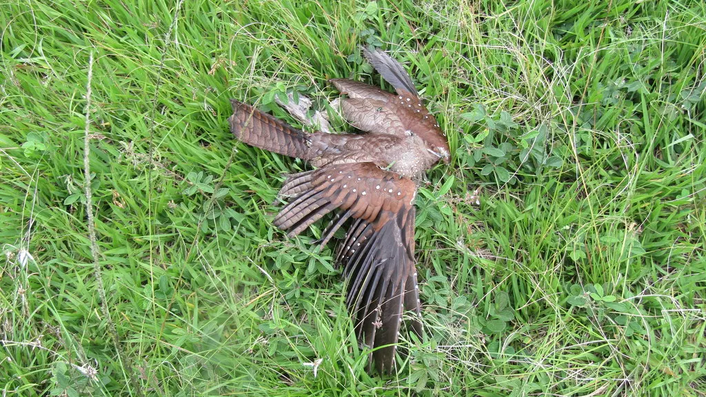 油夜鹰（Steatornis caripensis）