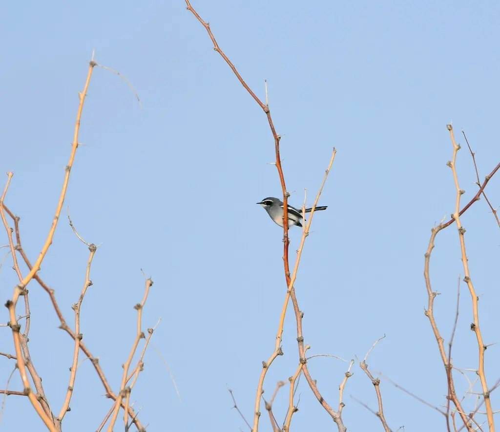 仙玉鹟(Stenostira scita)