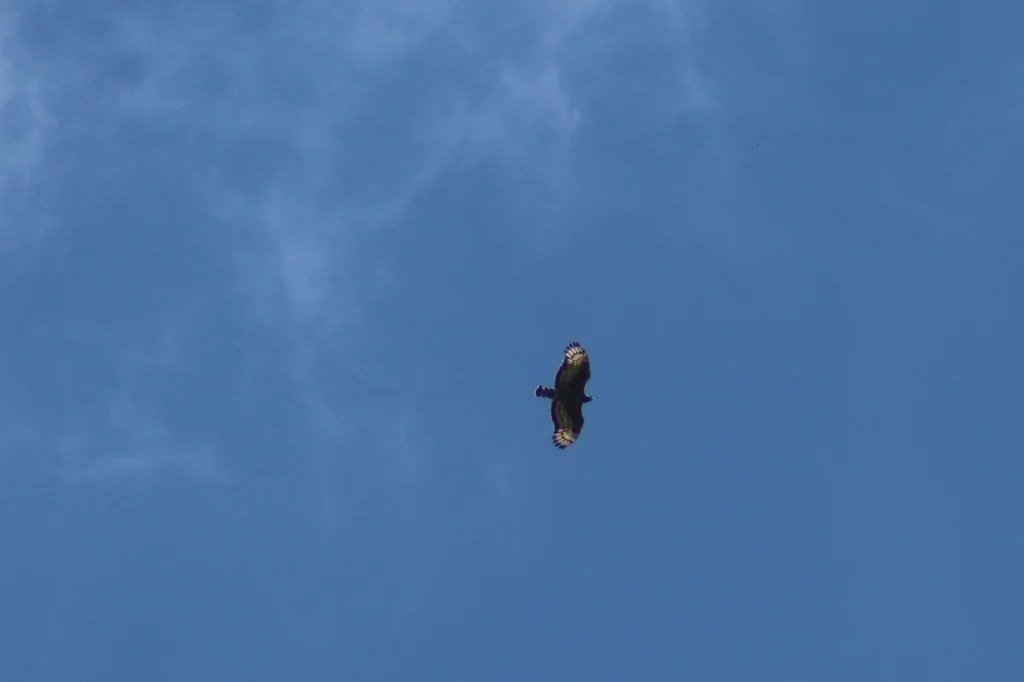 非洲冠雕(Stephanoaetus coronatus)