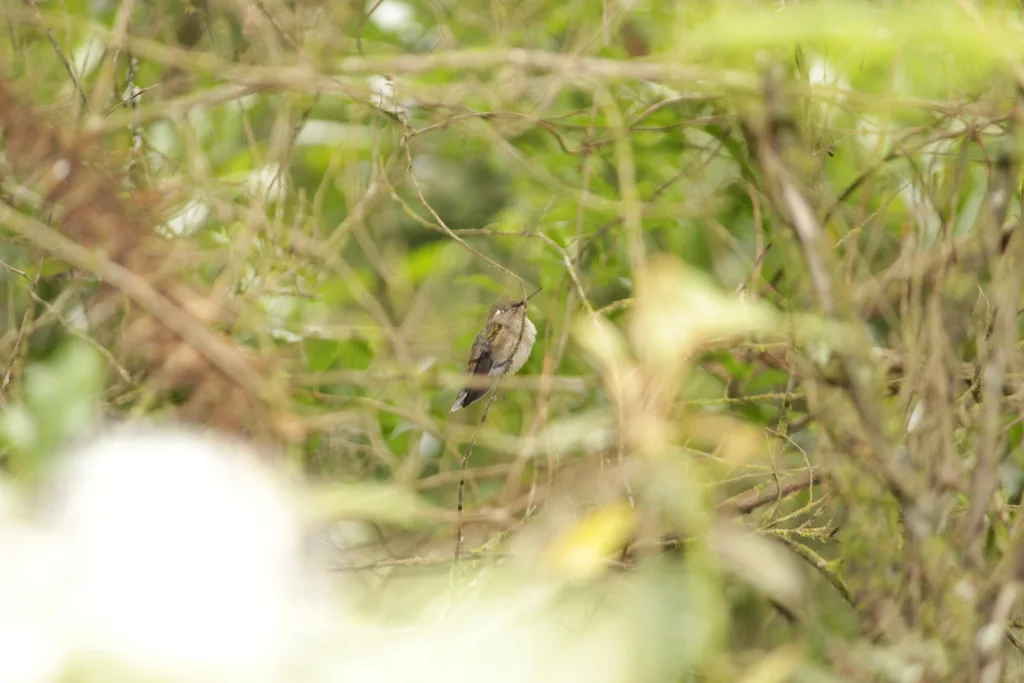 紫凤冠蜂鸟(Stephanoxis loddigesii)