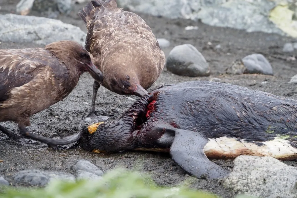 棕贼鸥(Stercorarius antarcticus)