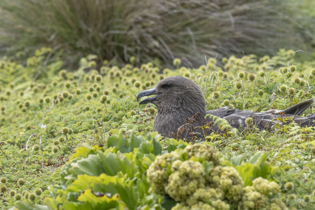 棕贼鸥(Stercorarius antarcticus)