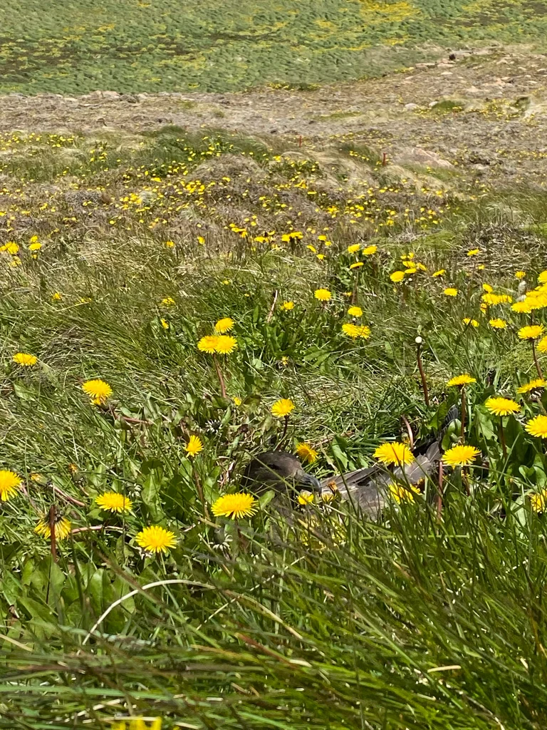 棕贼鸥(Stercorarius antarcticus)