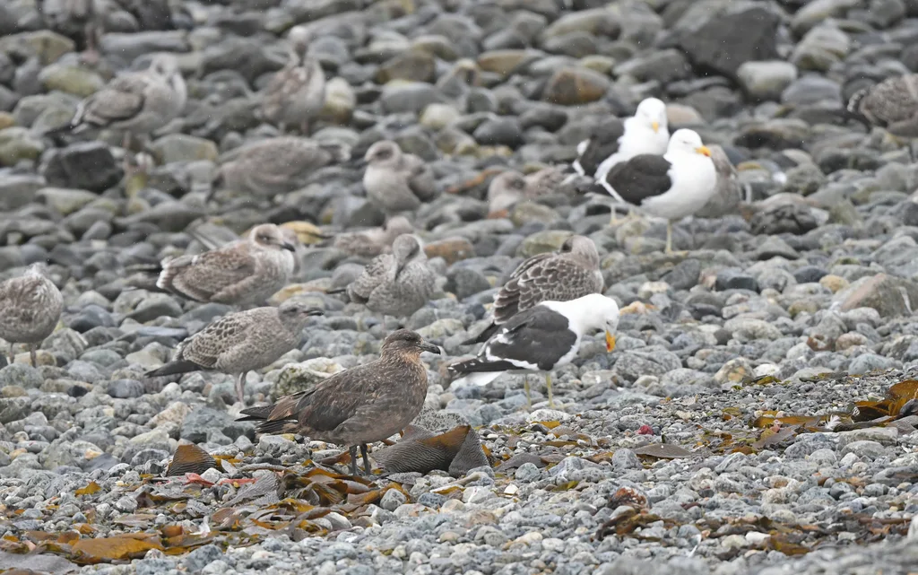 智利贼鸥(Stercorarius chilensis)