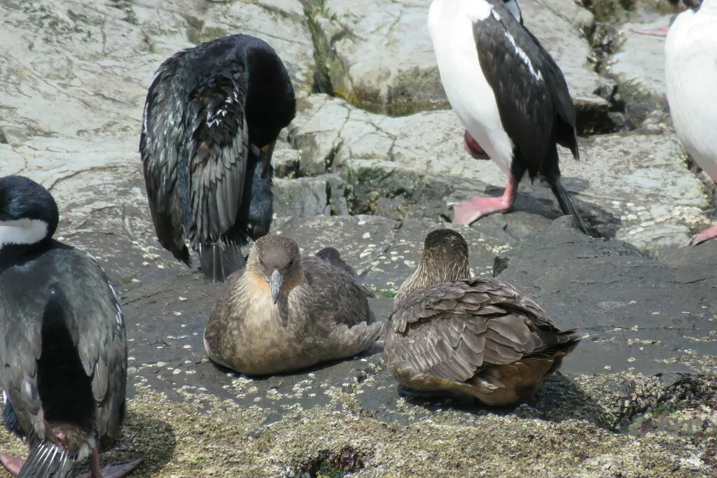 智利贼鸥(Stercorarius chilensis)