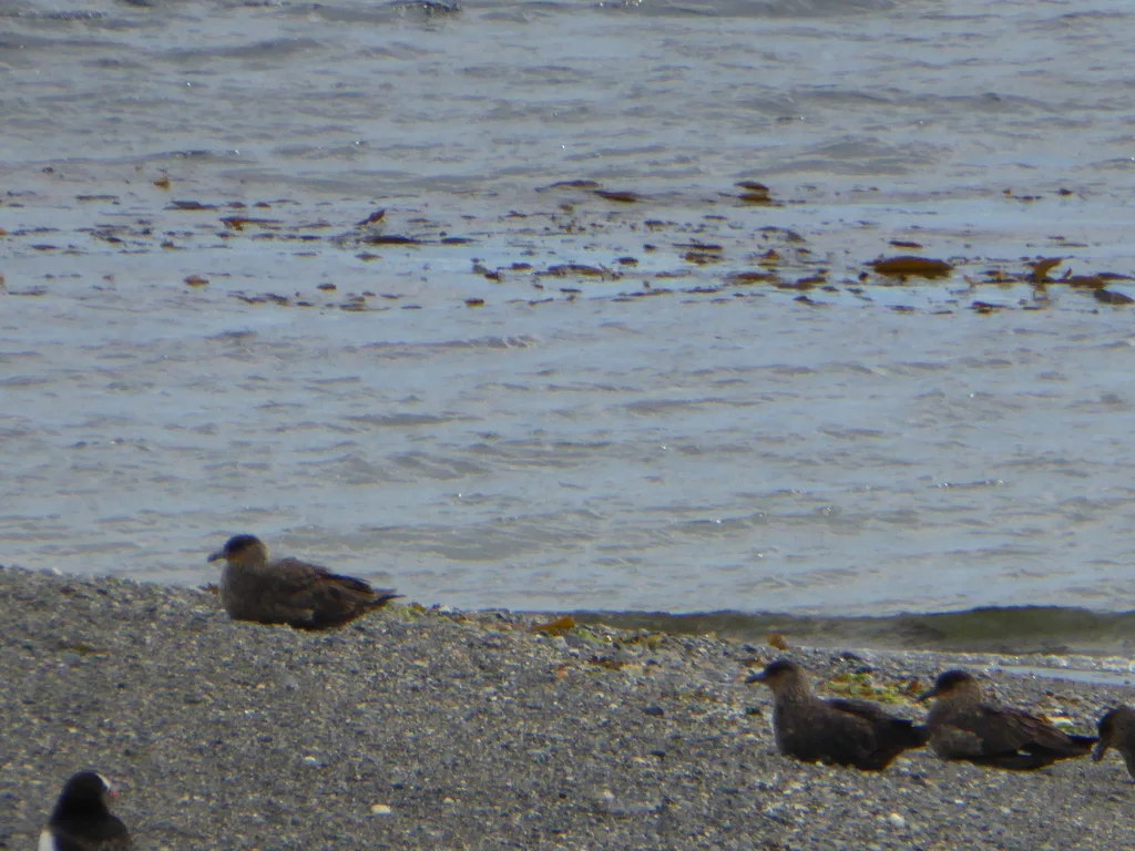 智利贼鸥(Stercorarius chilensis)