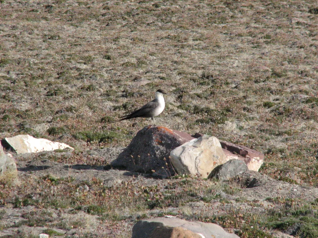 长尾贼鸥(Stercorarius longicaudus)