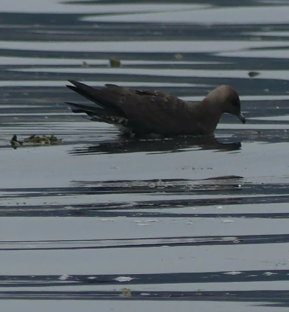 长尾贼鸥(Stercorarius longicaudus)
