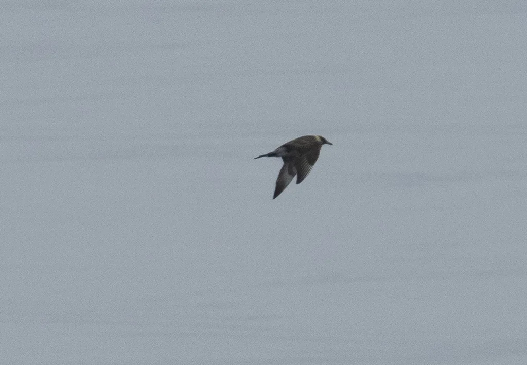 中贼鸥(Stercorarius pomarinus)