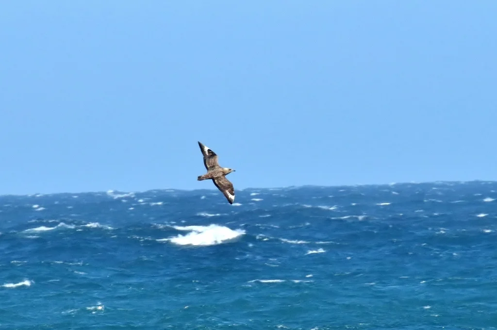 北贼鸥(Stercorarius skua)