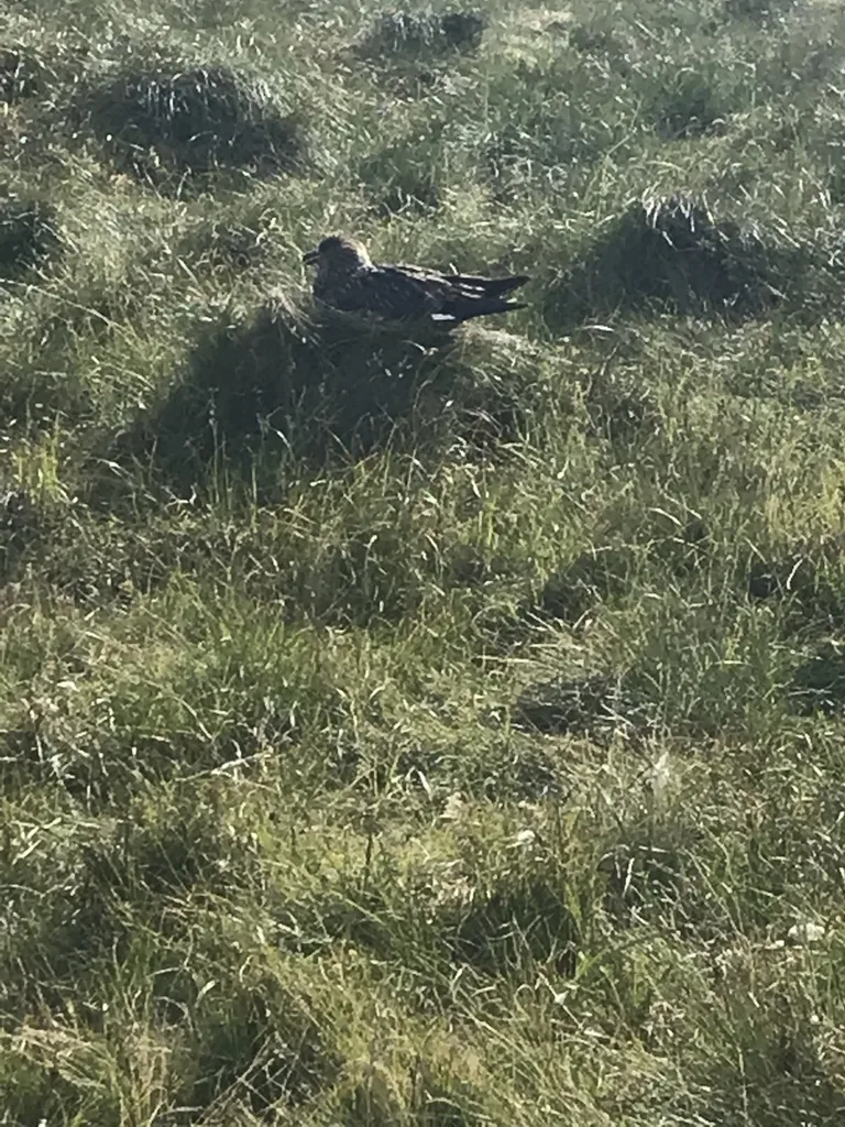 北贼鸥(Stercorarius skua)