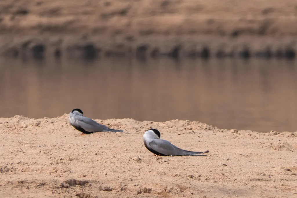 黑腹燕鸥(Sterna acuticauda)