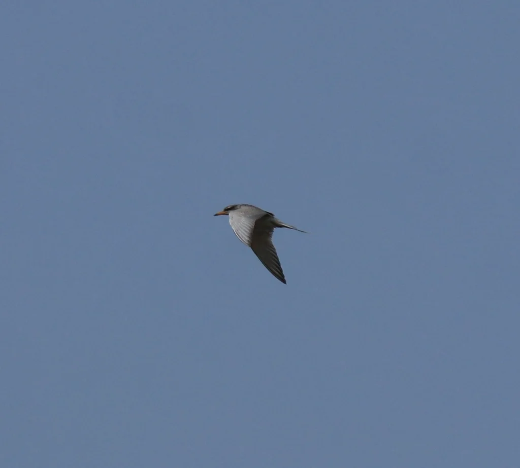 黄嘴河燕鸥(Sterna aurantia)