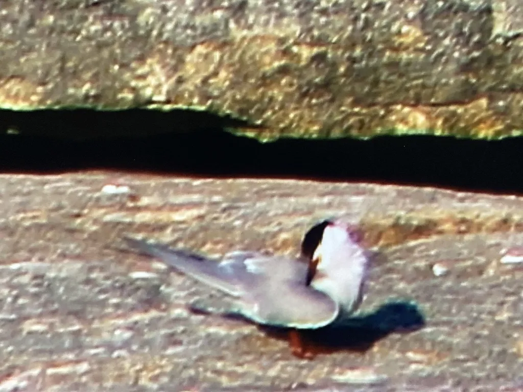 粉红燕鸥（Sterna dougallii）