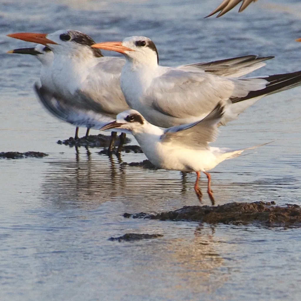 弗氏燕鸥(Sterna forsteri)
