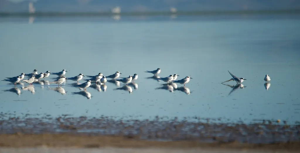 弗氏燕鸥(Sterna forsteri)