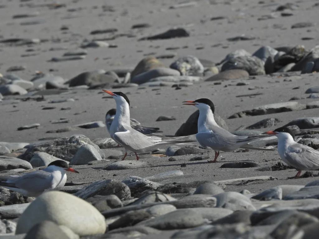 普通燕鸥(Sterna hirundo)