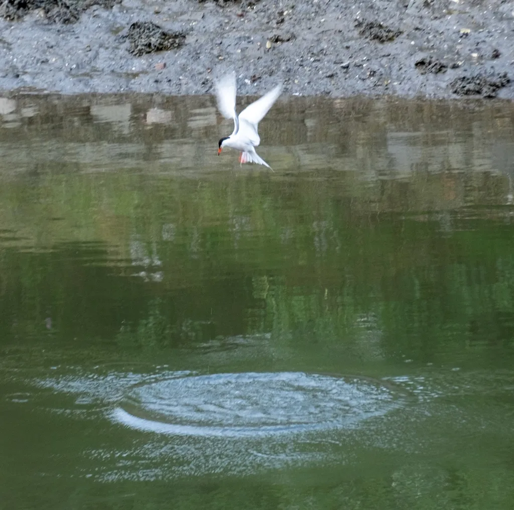 普通燕鸥(Sterna hirundo)